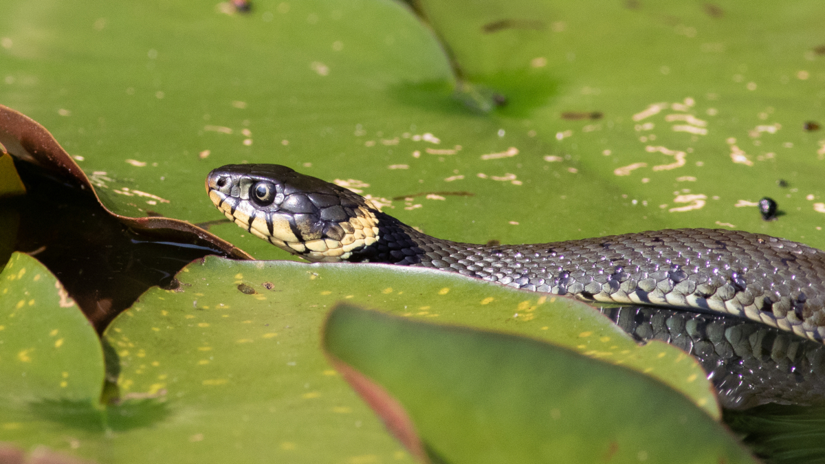 Treble Verbeteren Opschudding Reptielen & Amfibieën - Dagje in de natuur