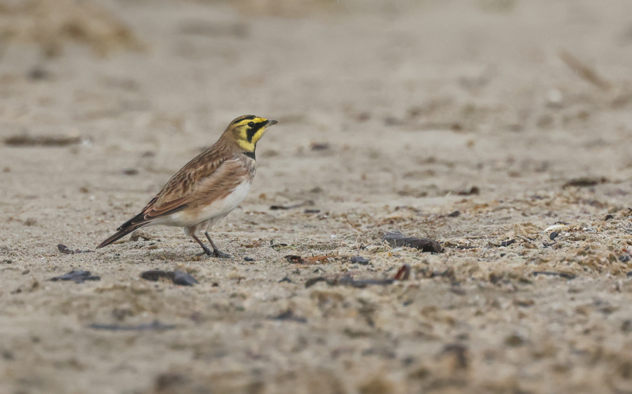 Strandleeuwerik © Lars Buckx