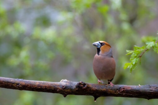 Appelvink © Maarten van Loon