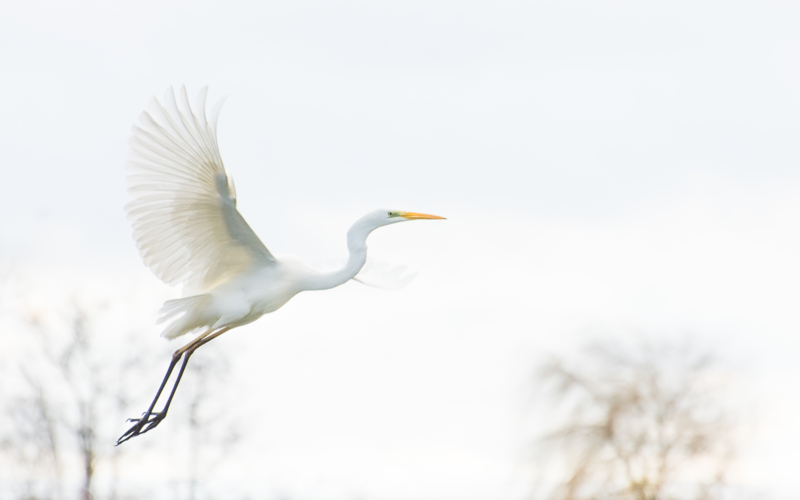 Grote Zilverreiger