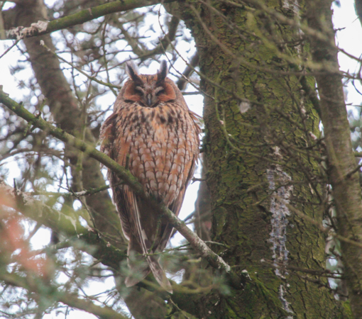 Ransuil © Dagjeindenatuur.nl