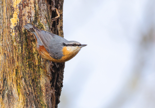 Appelvink © Maarten van Loon