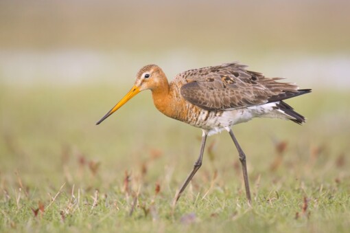 Appelvink © Maarten van Loon